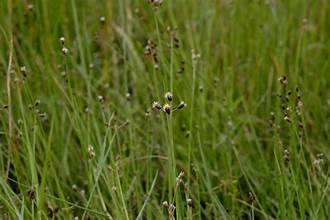 Fimbristylis umbellaris